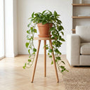 70cm de haut 100% Bois